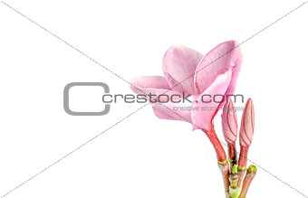 Pink plumeria flowers 