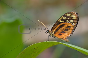 Tropical colorful butterfly closeup picture.