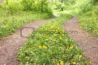 Summer road in forest with green grass and yellow flowers