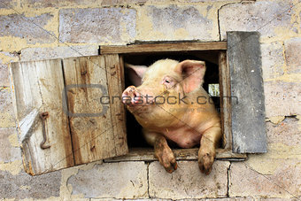 pig looks from window of shed