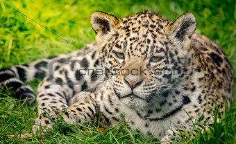 Young jaguar cub