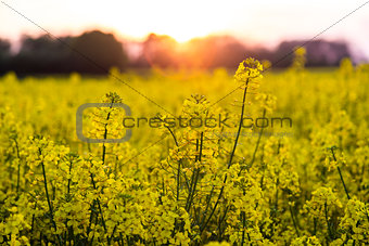 Field of Rapeseed Rape Seed Flowers at Sunset or Sunrise