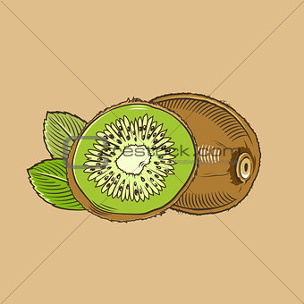 Kiwi in vintage style. Colored vector illustration