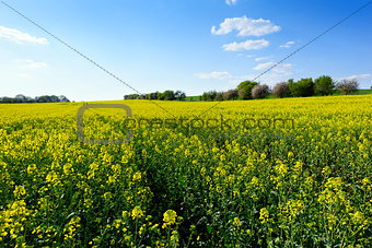 Field of rapeseed in spring