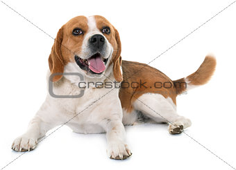 beagle in studio