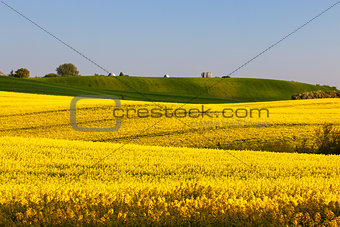 Fields off yellow