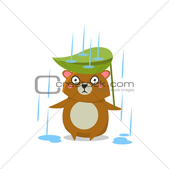 Brown Bear Under Rain