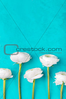 White ranunculus flowers Blue background Top view
