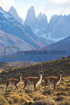 Guanaco in Torres del Paine National Park
