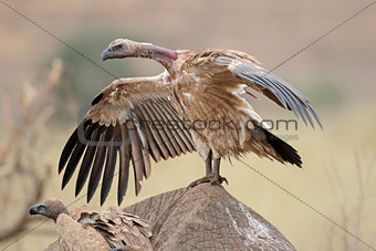 Scavenging white-backed vulture