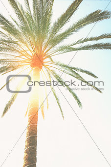 palm tree  and sunshine