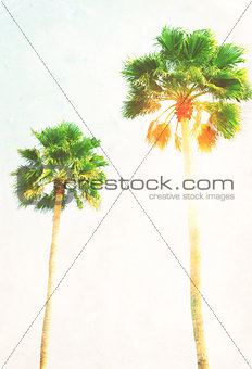 palm tree  and sunshine