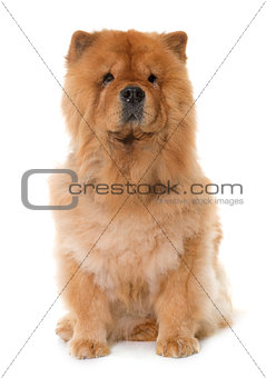 chow chow in studio