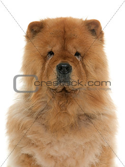 chow chow in studio