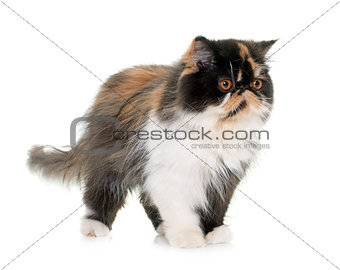 tricolor persian cat