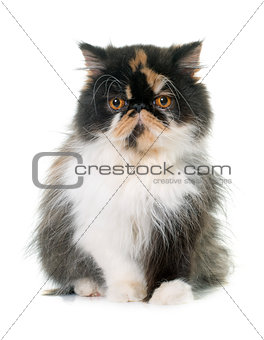 tricolor persian cat
