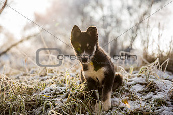 Curious puppy is seating on the snow-covered grass