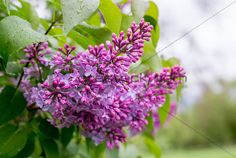 lilac flower. with bokeh background.