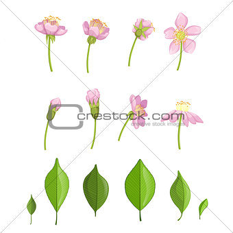 Cherry Blossoming Stages Illustration