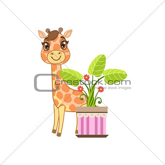 Giraffe Behind The Flower In Pot