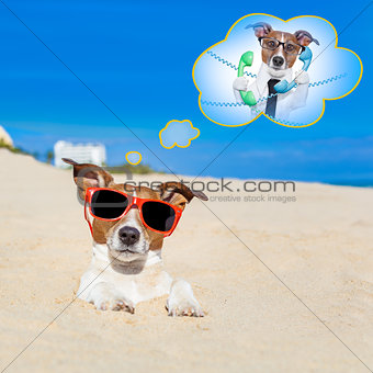 summer vacation dog 