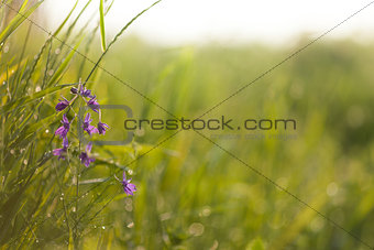 Sunrise in the grass & violet flower