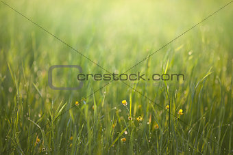 Sunrise in the grass