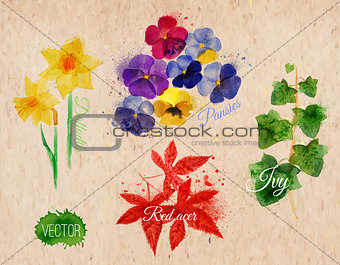 Flower grass daffodils, pansies, ivy, kraft