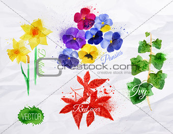 Flower grass daffodils, pansies, ivy, red acer