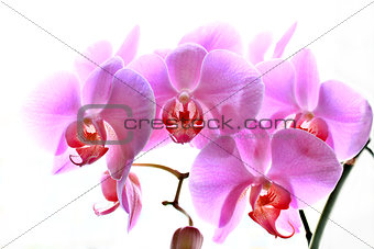 flowers of pink orchid isolated