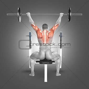 3D male figure in seated barbell press with arms raised