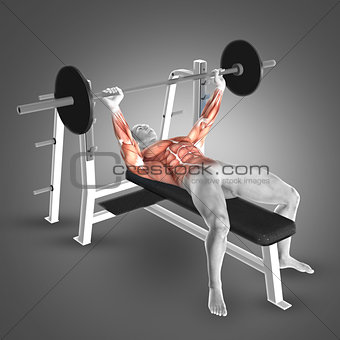 3D male figure in barbell bench press pose