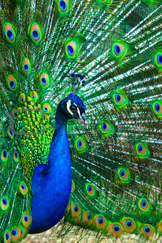 peacock. peafowl.  Beautiful spread of a peacock. beautiful peac