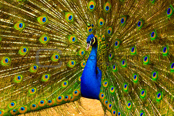 peacock. peafowl.  Beautiful spread of a peacock. beautiful peac
