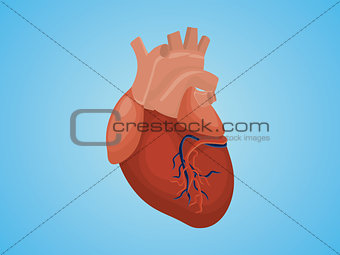isolated heart with real style vector and blue background