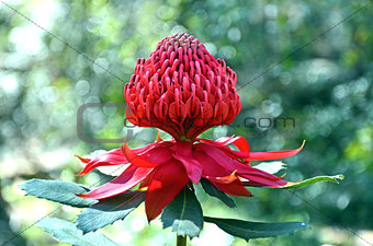 Australian Waratah Flower