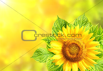 Sunflower with green leaves on sunny background