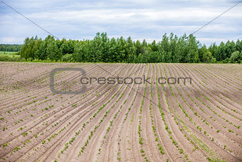 Country farm landscape - plowed field and trees. Agriculture beginning of spring.
