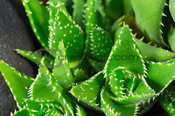 Detail of Aloe Vera Plants