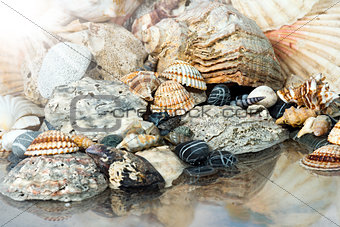 Shells on the Seashore