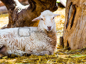 lamb. Farm animals lamb. Animal lamb. The animal farm lamb. Whit