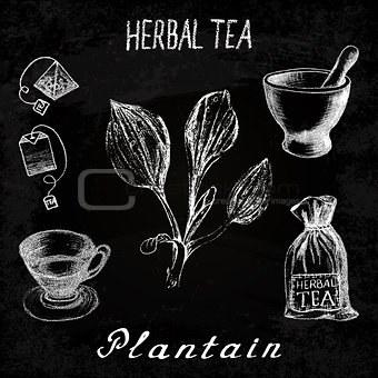 Plantain herbal tea. Chalk board set of vector elements