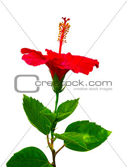 Hibiscus. Karkade. Hibiscus flower. Hibiscus flower isolated on 