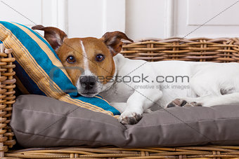 cozy  dog in bed