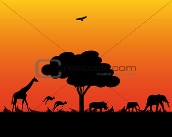 wild animals of Africa