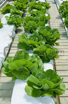 Lettuce Hydroponics