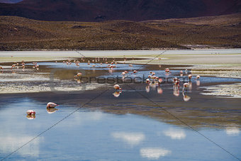 Flamingos eating in a laguna