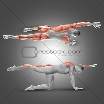 3D male figure in alternate arm/leg raise pose