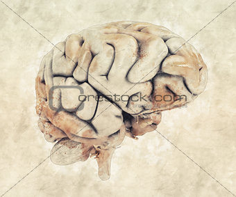 Abstract sketched design of a human brain