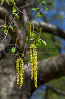 Inflorescence of blossoming birch closeup.